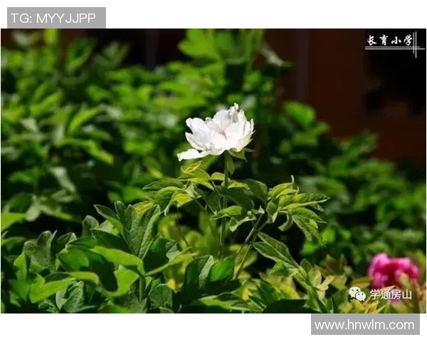 王秀英专访：从绿茵场到人生舞台的奋斗与坚持